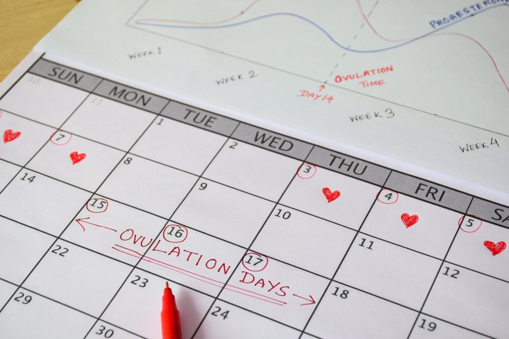 ช่วงไข่ตกคือช่วงที่รังไข่ปล่อยเซลล์ไข่ที่สมบูรณ์ออกมาพร้อมรับการปฏิสนธิ มีโอกาสตั้งครรภ์มากที่สุด