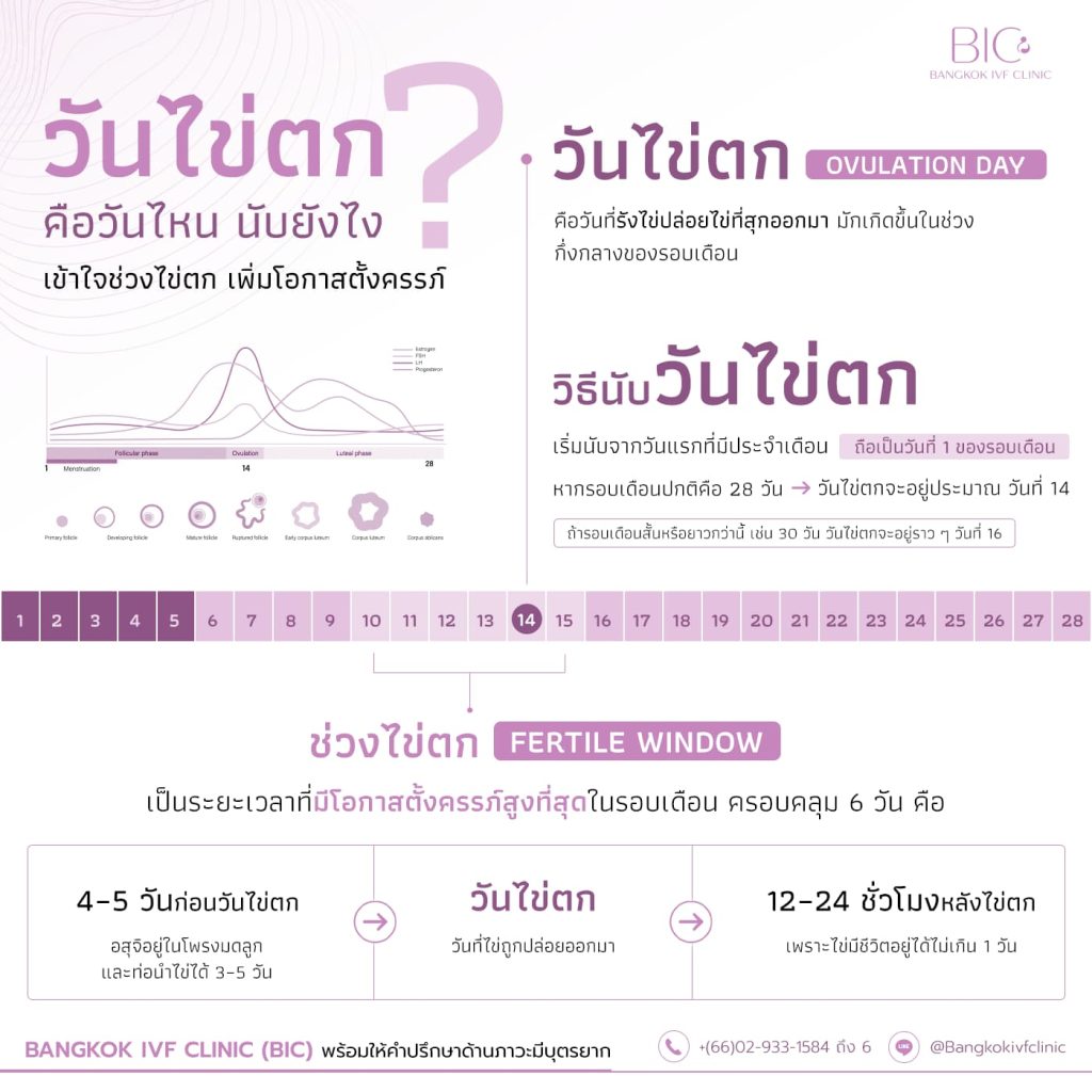 ช่วงไข่ตกคืออะไร วันไข่ตกคือวันไหน และวิธีนับวันตกไข่เพื่อเพิ่มโอกาสตั้งครรภ์