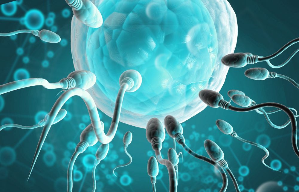 แบบจำลองไข่และสเปิร์ม ปัจจัยสำคัญที่ทำให้ทำ IUI ไม่ติด